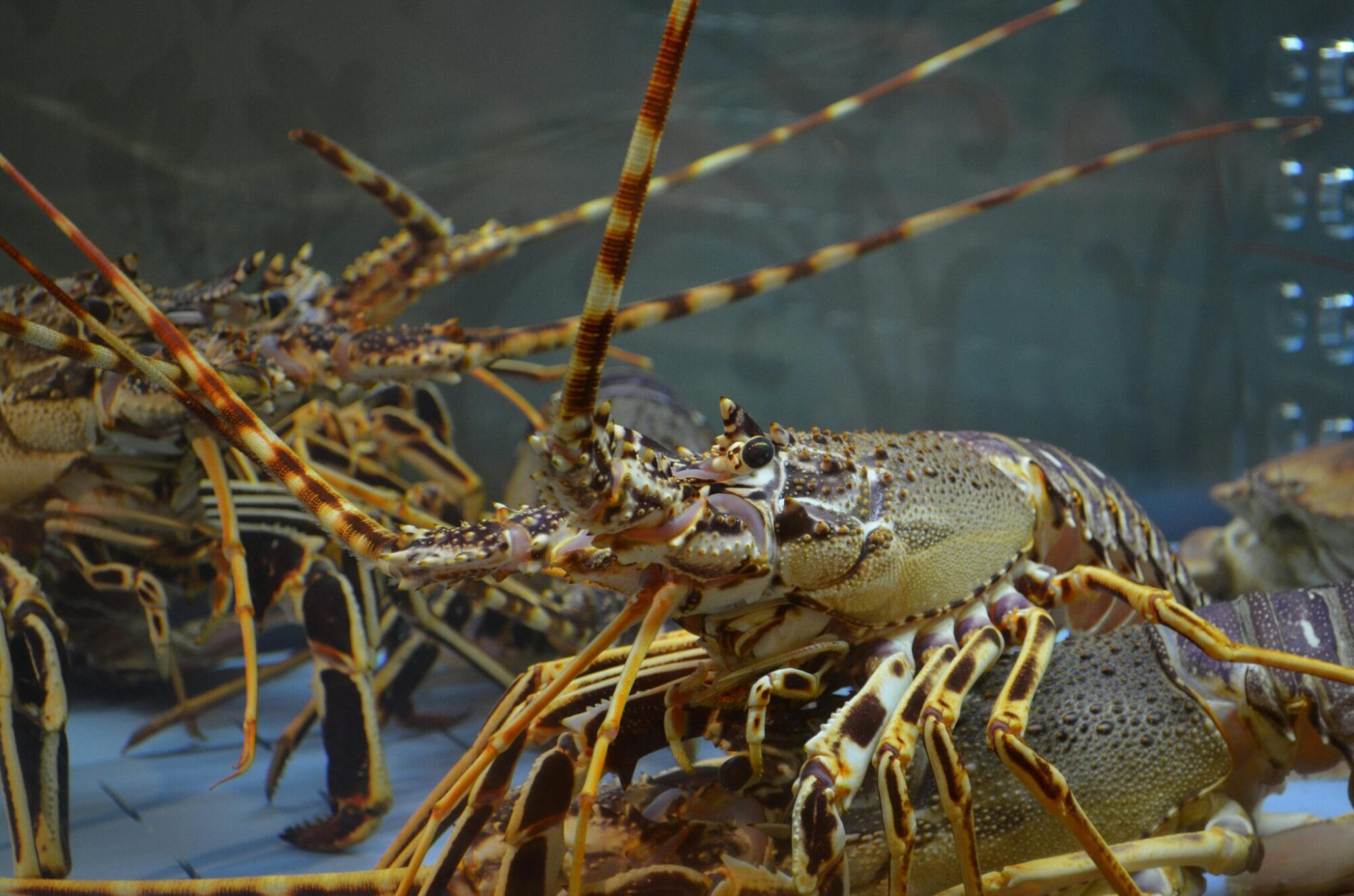 Tom Hum (Local Lobster)