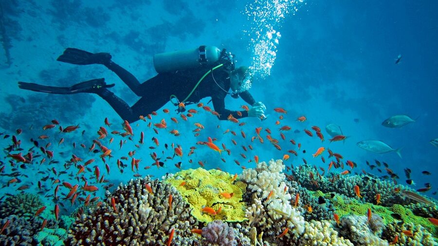 Snorkeling the Reefs at Hon Mun