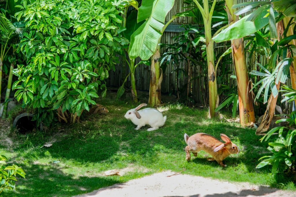 Resort Gia Đình Gần Nha Trang Bạn Nên Biết – 15