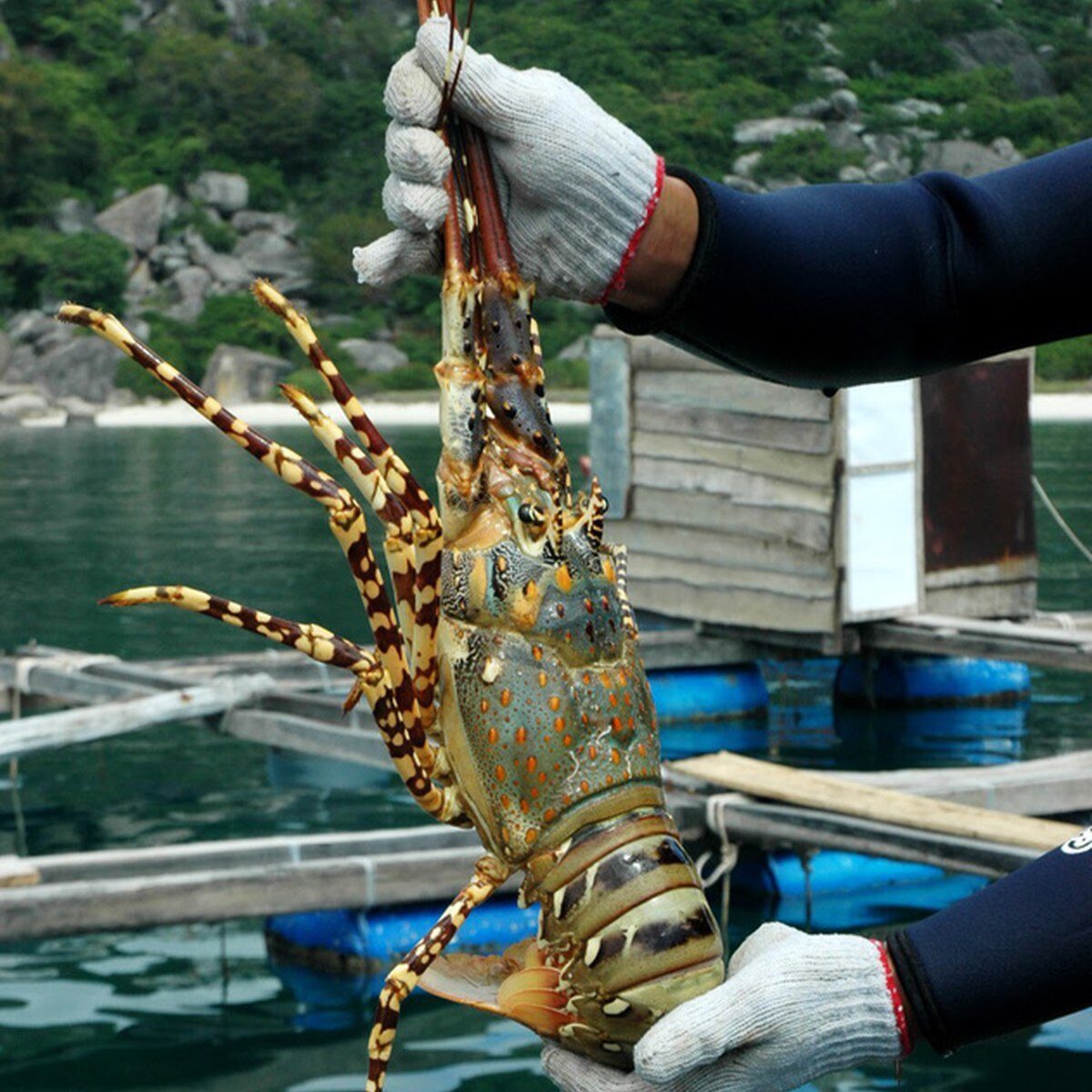 что попробовать в Нячанге – Свежие лобстеры и морские ежи – 8